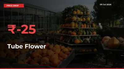 Tube Flower Mandi Rate Today: Prices Fall 25% at Market