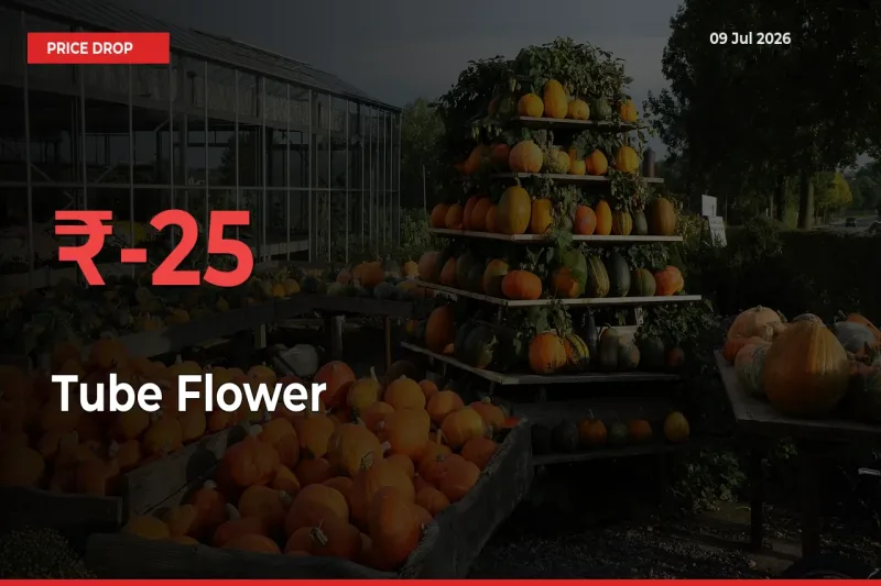 Tube Flower Mandi Rate Today: Prices Fall 25% at Market