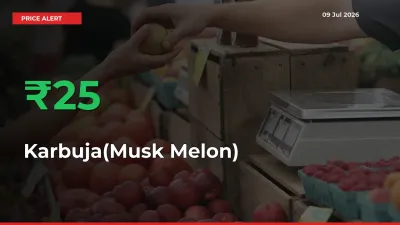 Why Karbuja(Musk Melon) Prices Rose 24.98% in a Day at Mandis