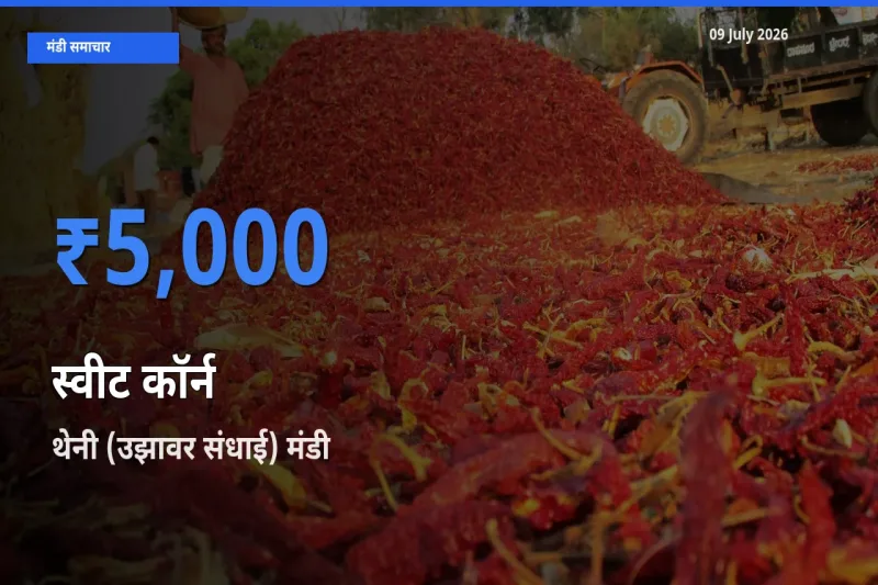 थेनी (उझावर संधाई) मंडी में आज स्वीट कॉर्न के सबसे ऊँचे दाम दर्ज