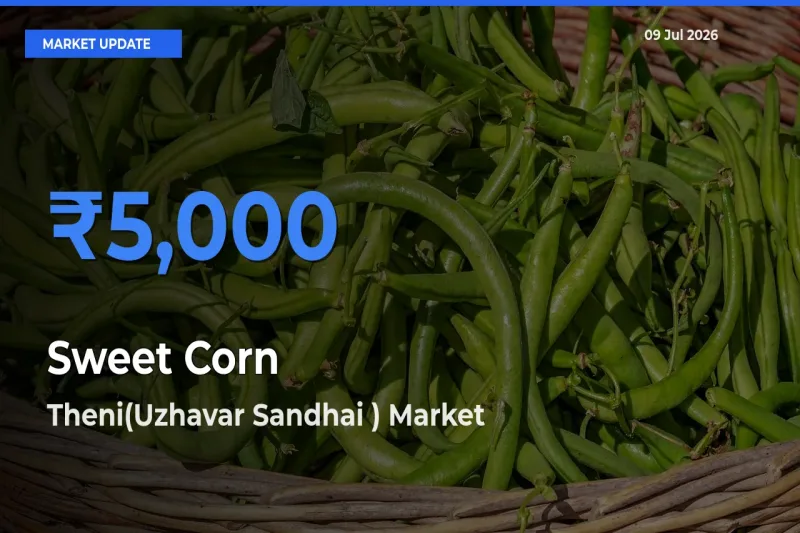 Theni(Uzhavar Sandhai ) Records Highest ₹5,000 Rate for Sweet Corn