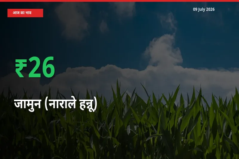 किसानों के लिए खुशखबरी! स्थानीय मंडी में जामुन (नाराले हन्नू) 25.9% उछला