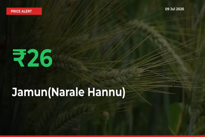 Sudden 25.9% Rally in Jamun(Narale Hannu) Prices Across Mandis