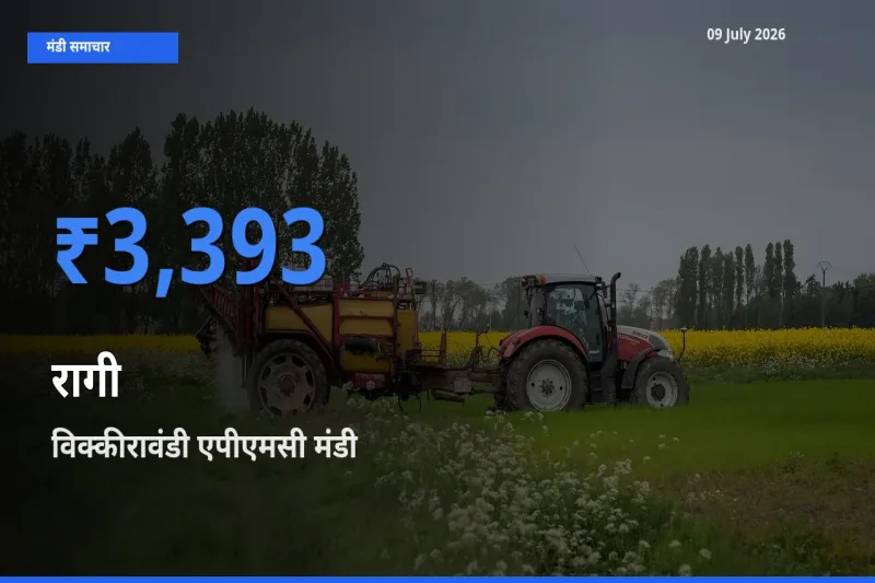 बाज़ार संकेत: विक्कीरावंडी एपीएमसी बना रागी के लिए आज की टॉप मंडी
