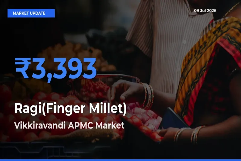 Vikkiravandi APMC Tops Ragi(Finger Millet) Mandi Rates Today