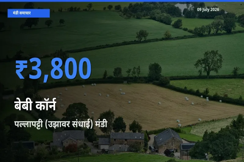 पल्लापट्टी (उझावर संधाई) मंडी में आज बेबी कॉर्न के सबसे ऊँचे दाम दर्ज