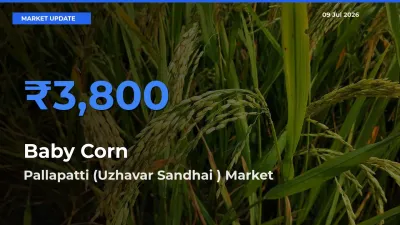 Top Performer! Pallapatti (Uzhavar Sandhai ) Offers Best Baby Corn Price Today