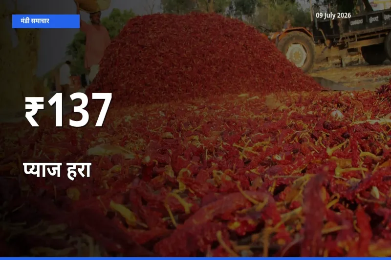 आज का मंडी ट्रेंड: प्याज हरा के दाम कई बाजारों में एक साथ बदले