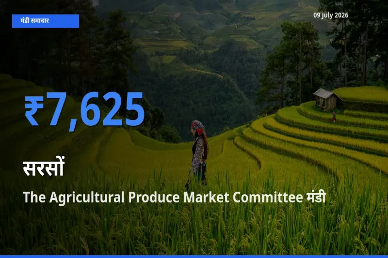 टॉप मंडी बना The Agricultural Produce Market Committee! सरसों के सबसे ऊँचे दाम यहीं दर्ज