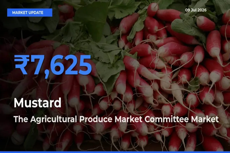Mustard Mandi Rate Today: The Agricultural Produce Market Committee Tops the List