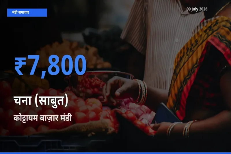 आज का मंडी भाव: चना (साबुत) के सबसे ज़्यादा दाम कोट्टायम बाज़ार में