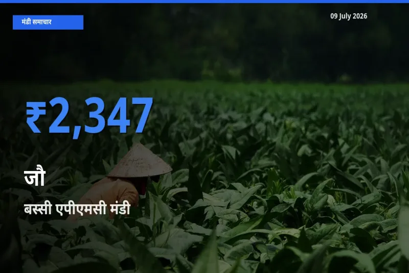 आज का मंडी भाव: जौ के सबसे ज़्यादा दाम बस्सी एपीएमसी में