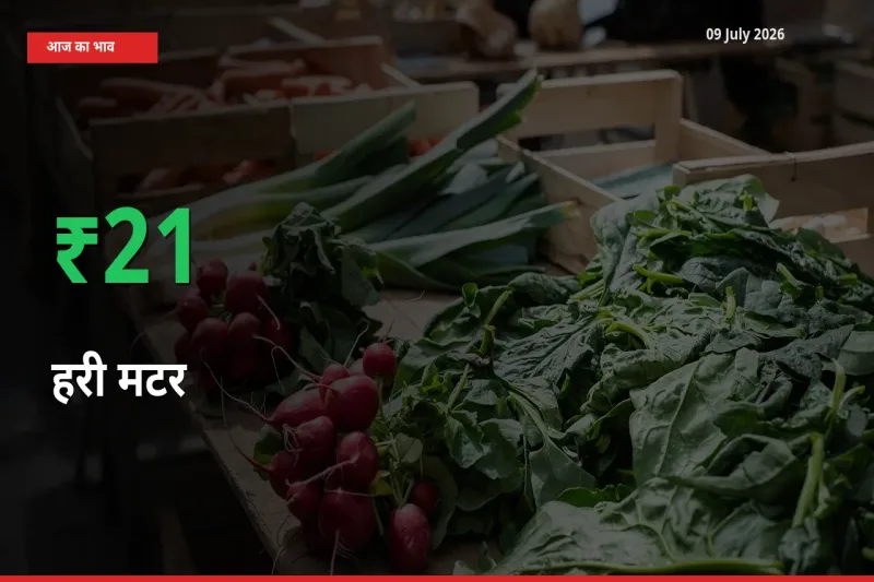 हरी मटर 21.48% उछला, मंडी