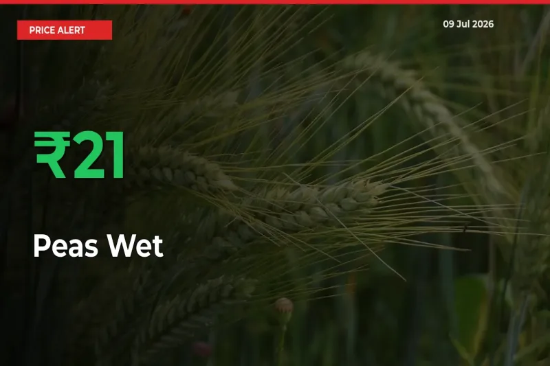 Peas Wet Rises 21.48% at Mandis