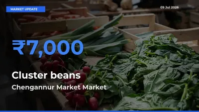Chengannur Market Leads as Top Mandi for Cluster beans Prices
