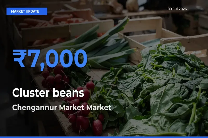 Chengannur Market Leads as Top Mandi for Cluster beans Prices