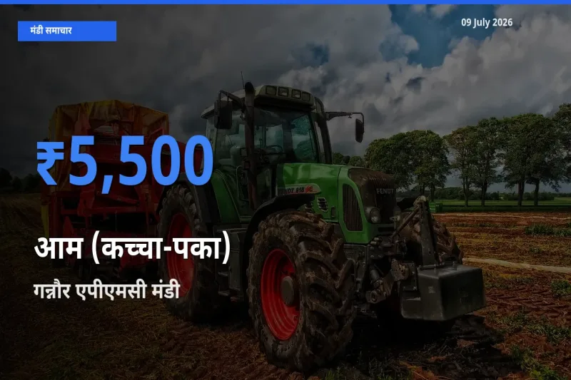 09 July अपडेट: आम (कच्चा-पका) के सबसे ऊँचे दाम गन्नौर एपीएमसी मंडी में