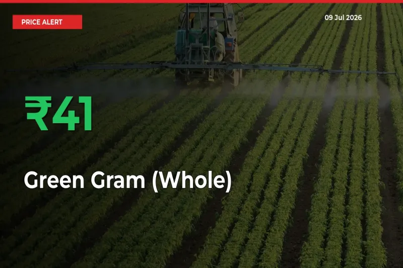 This Mandi Records 40.83% Jump in Green Gram (Whole) Prices