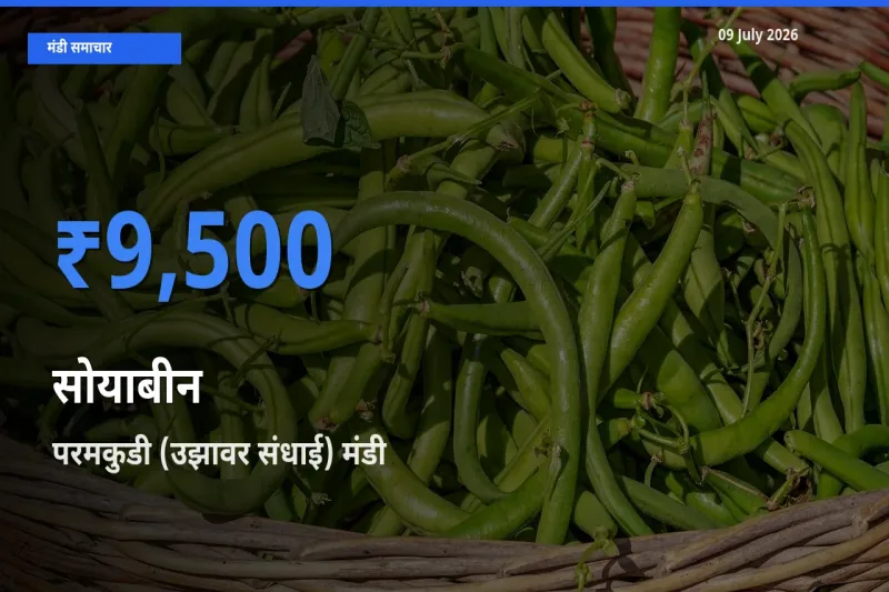 09 July अपडेट: सोयाबीन के सबसे ऊँचे दाम परमकुडी (उझावर संधाई) मंडी में