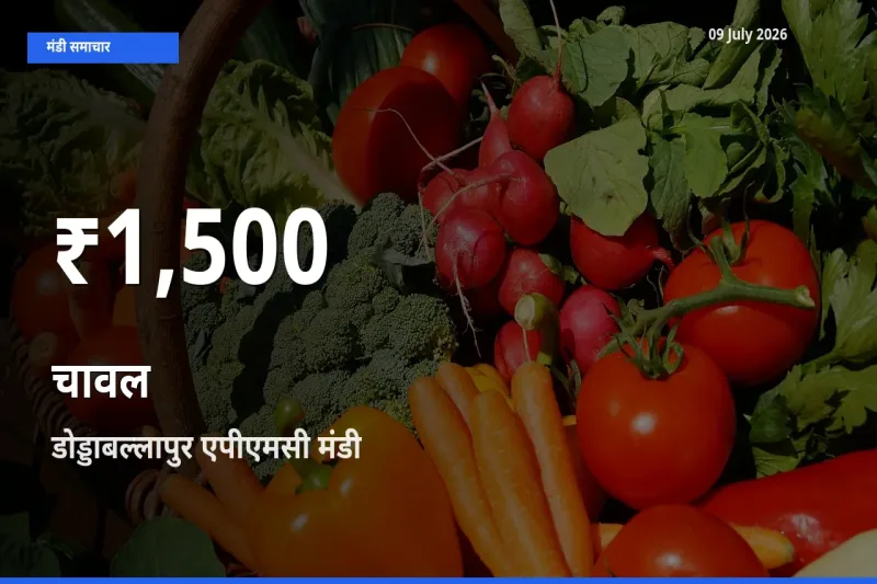 तेज़ गिरावट! डोड्डाबल्लापुर एपीएमसी में चावल के दाम 30 दिन के निचले स्तर पर