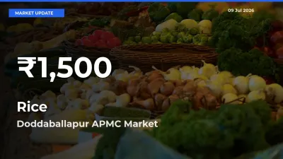 Rice Prices Touch 30-Day Low in Doddaballapur APMC – July 09 Update