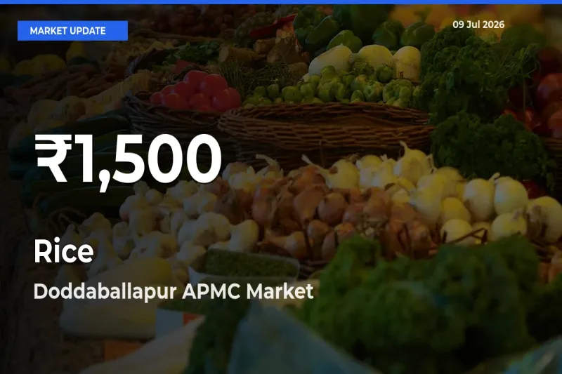 Rice Prices Touch 30-Day Low in Doddaballapur APMC – July 09 Update