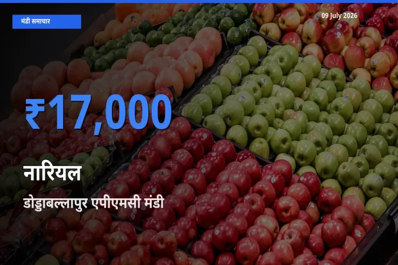 किसानों की पसंद बना डोड्डाबल्लापुर एपीएमसी, नारियल के सबसे अच्छे दाम