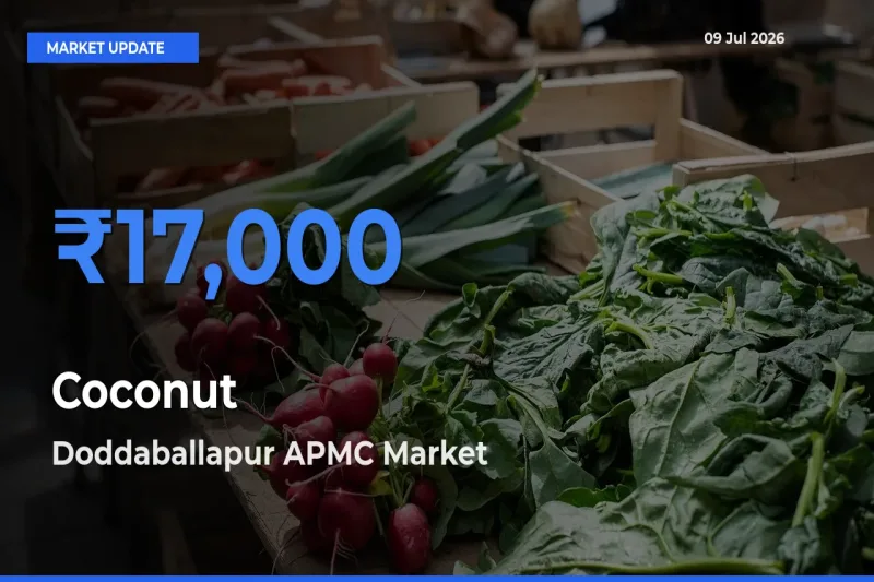 Doddaballapur APMC Offers ₹17,000 – Highest Coconut Rate Today
