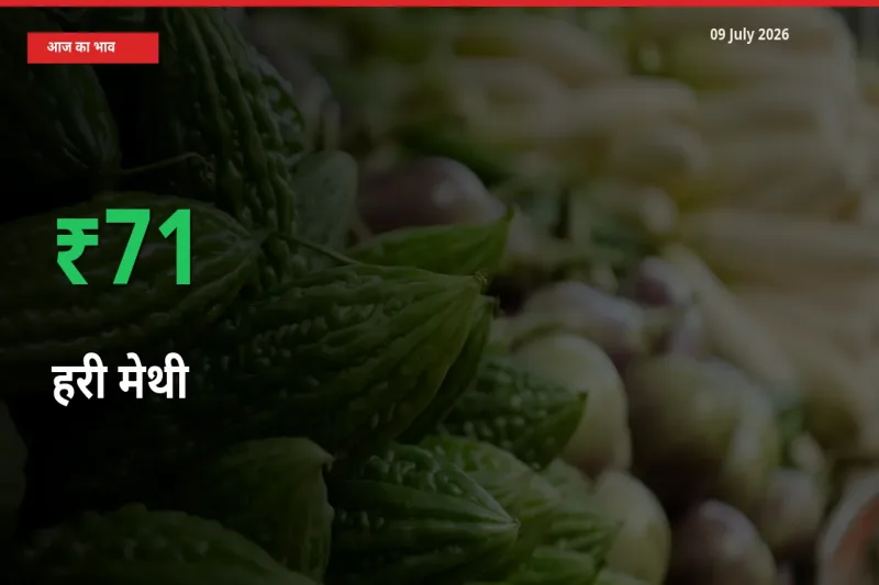 अचानक तेजी! मंडी में हरी मेथी के दाम 71.3% चढ़े
