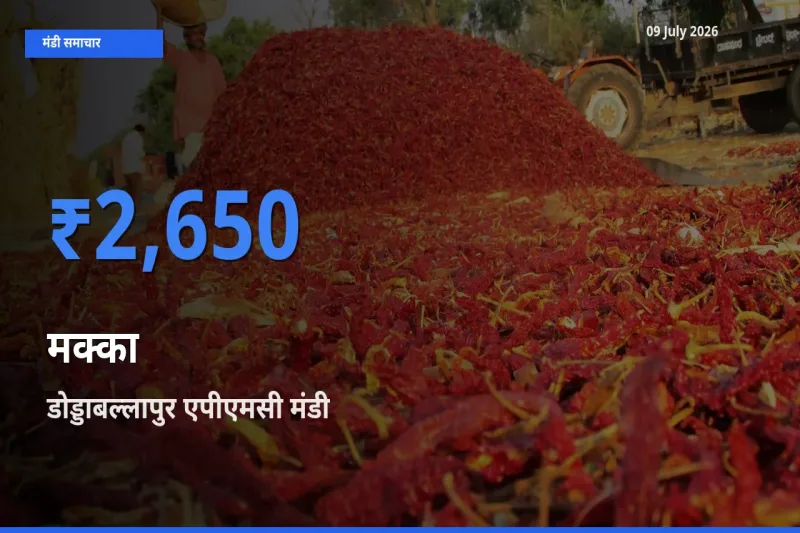 डोड्डाबल्लापुर एपीएमसी मंडी में आज मक्का के सबसे ऊँचे दाम दर्ज