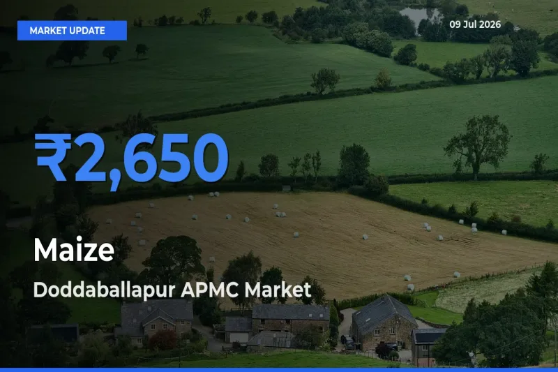 Farmers Prefer Doddaballapur APMC as Maize Hits Highest Rate