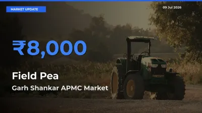 Garh Shankar APMC Emerges as Top Mandi for Field Pea Prices Today
