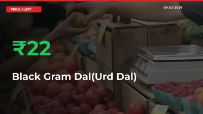 22.28% Spike in Black Gram Dal(Urd Dal) Prices – Mandi Sees Sudden Rally