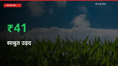 आज का मंडी भाव: साबुत उड़द के दाम मंडी में 41.4% ऊपर