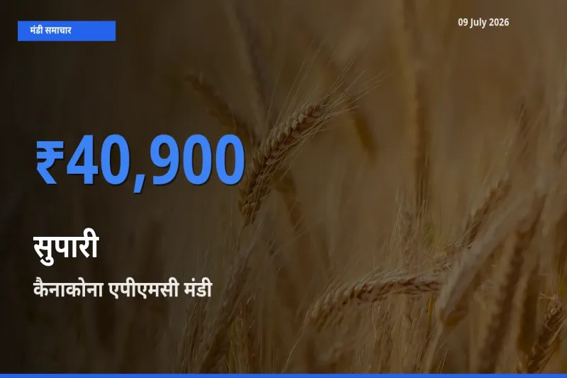आज सुपारी के सबसे ज़्यादा दाम कैनाकोना एपीएमसी मंडी में दर्ज