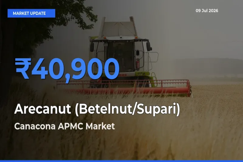 Canacona APMC Tops Arecanut (Betelnut/Supari) Mandi Rates Today
