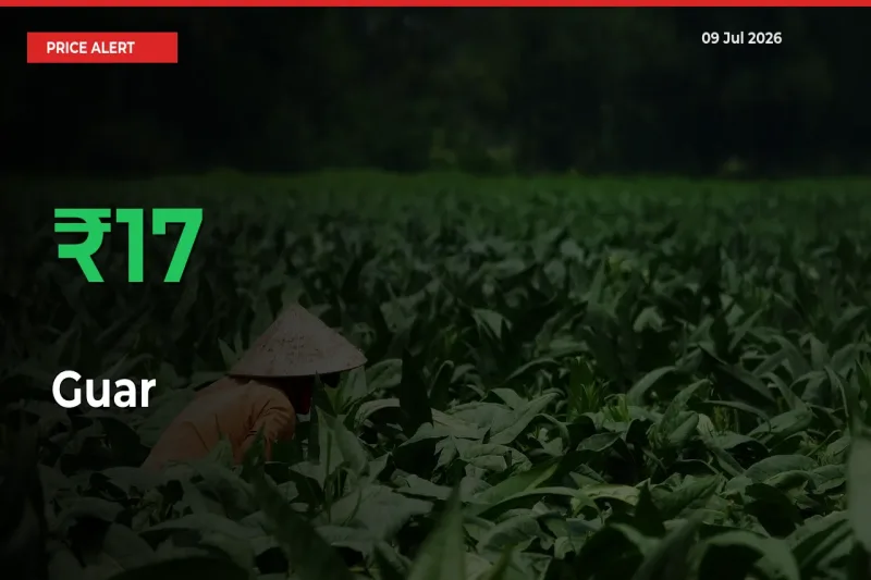 Sharp Jump! Guar Prices Climb 16.52% in 24 Hours at Key Mandis