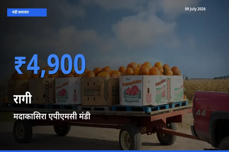 आज रागी के सबसे ऊँचे दाम ₹4,900 मदाकासिरा एपीएमसी मंडी में