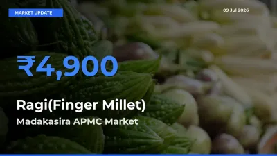 Madakasira APMC Records Highest ₹4,900 Rate for Ragi(Finger Millet)