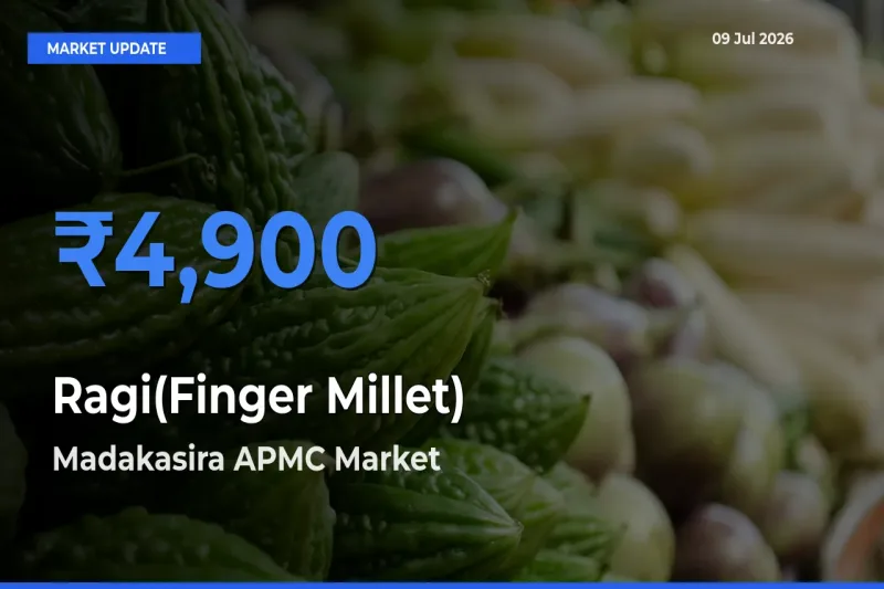 Madakasira APMC Records Highest ₹4,900 Rate for Ragi(Finger Millet)