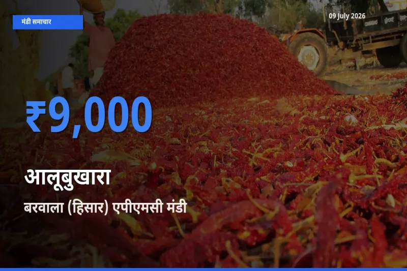 टॉप मंडी बना बरवाला (हिसार) एपीएमसी! आलूबुखारा के सबसे ऊँचे दाम यहीं दर्ज