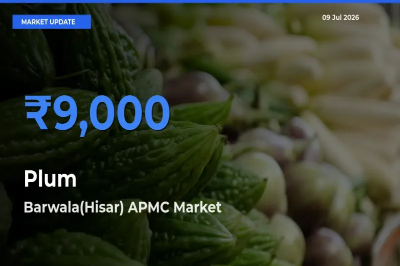 Top Performer! Barwala(Hisar) APMC Offers Best Plum Price Today