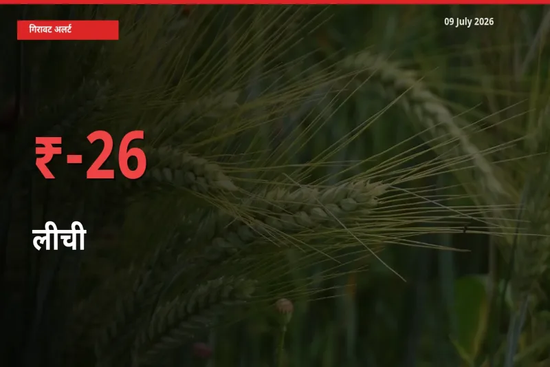 26.32% की गिरावट! मंडी में लीची के दाम अचानक टूटे