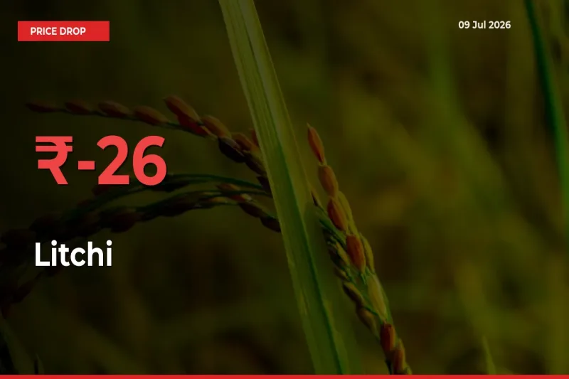 Litchi Mandi Rate Today: Prices Fall 26.32% at Market