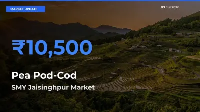 SMY Jaisinghpur Leads as Top Mandi for Pea Pod-Cod Prices