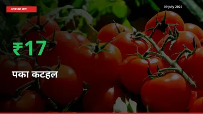 09 July अपडेट: पका कटहल के दाम मंडी में 16.92% उछले