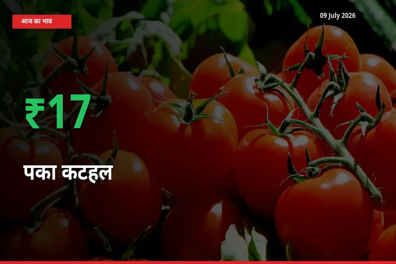 09 July अपडेट: पका कटहल के दाम मंडी में 16.92% उछले