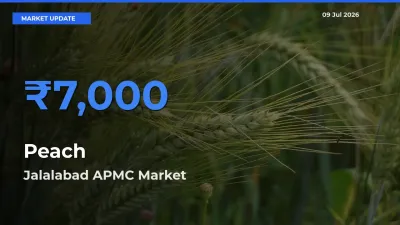 Jalalabad APMC Tops Peach Rates – July 09 Market Update