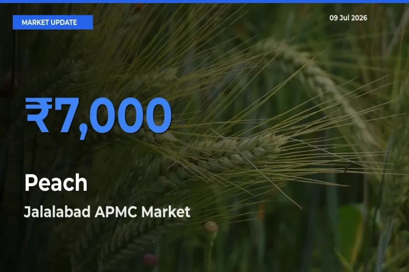 Jalalabad APMC Tops Peach Rates – July 09 Market Update