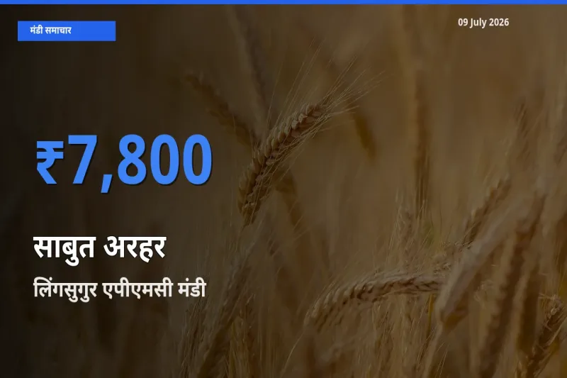आज साबुत अरहर के सबसे ज़्यादा दाम लिंगसुगुर एपीएमसी मंडी में दर्ज